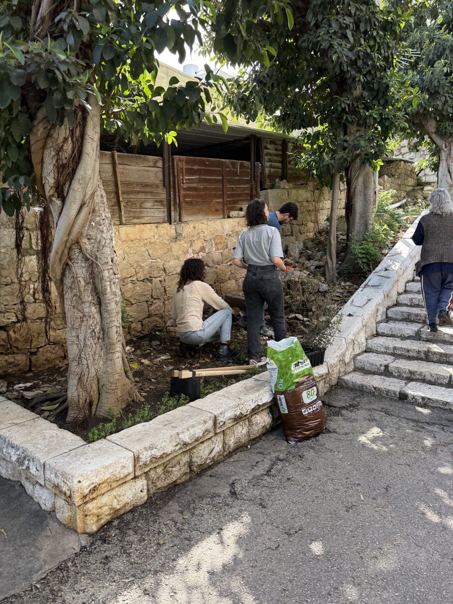 מנקים את השטח במדרגות נאות: ט"ו בשבט במדרגות הנביאים. צילום: י. ק. שם שמור במערכת