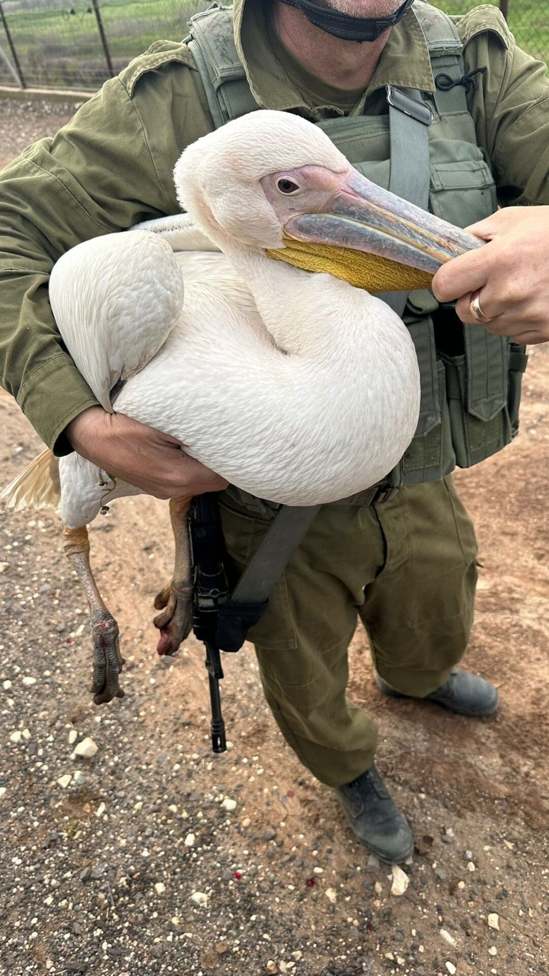 חיילי מילואים מצילים שקנאי בגדר המערכת (צילום - גלעד)