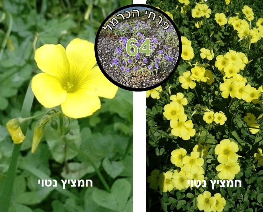חמציץ נטוי • צילום: דני כץ