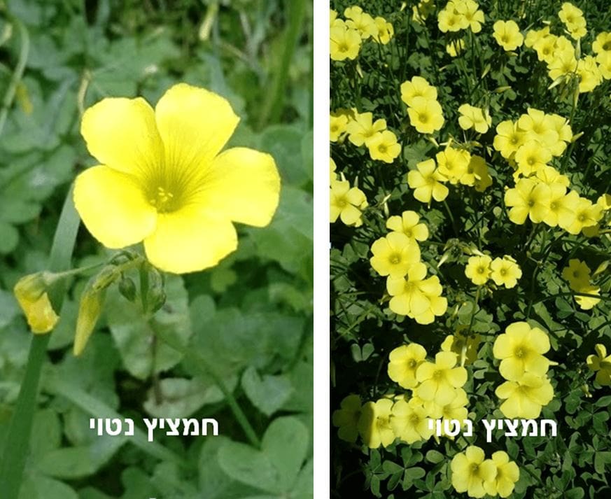 חמציץ נטוי • צילום: דני כץ