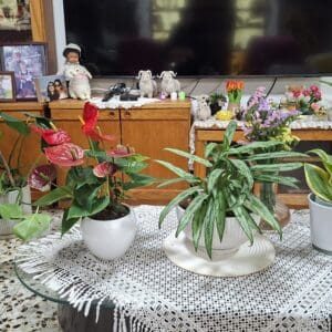 בבית פנינה משקטו – "גינת נוי" אשר בסלון (צילום: רחלי אורבך)