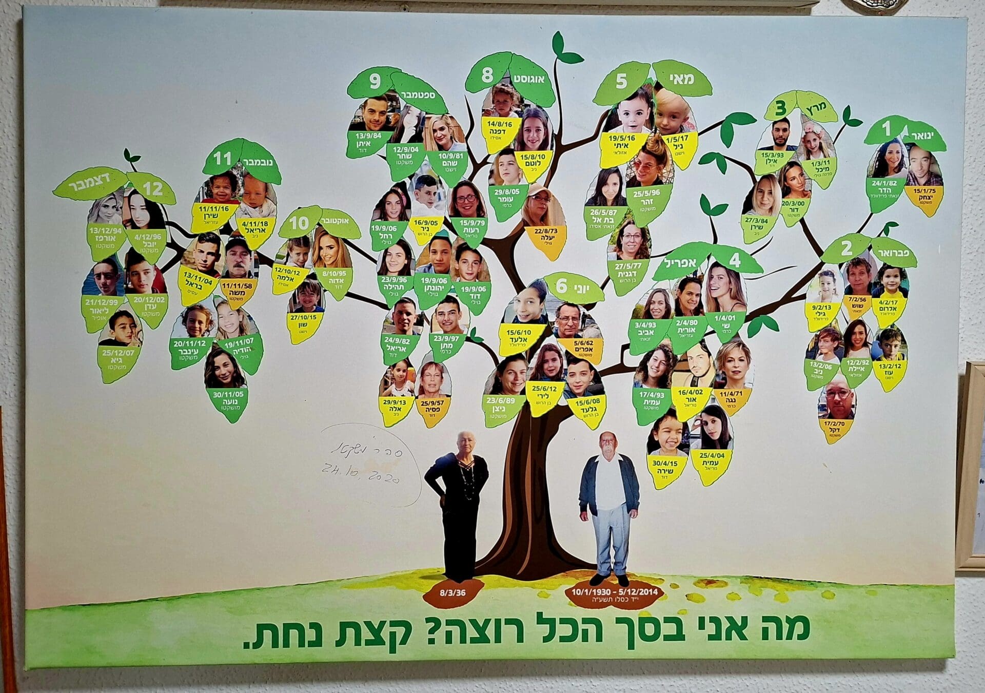 בבית פנינה משקטו - תמונת העץ ופירותיו (צילום: רחלי אורבך)