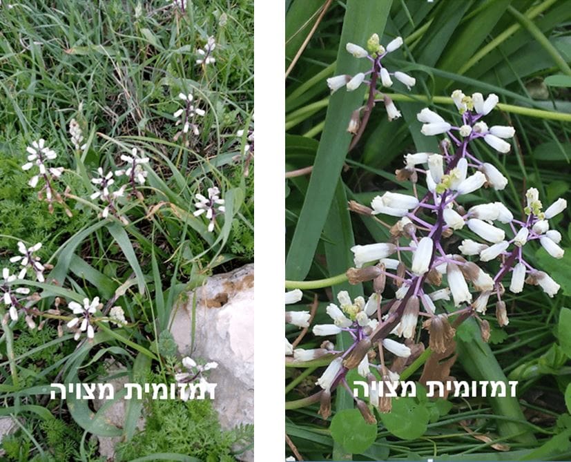 זמזומית מצויה • צילום: דני כץ