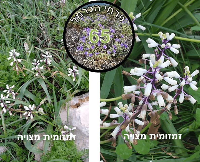 זמזומית מצויה • צילום: דני כץ