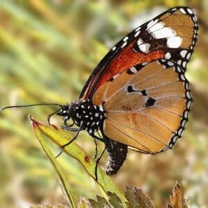 מורדות הכרמל – אור אדום להר הירוק