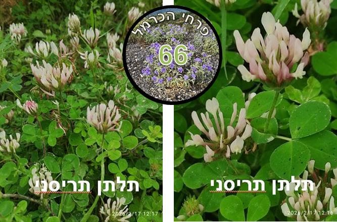 תלתן תריסני • צילום: דני כץ
