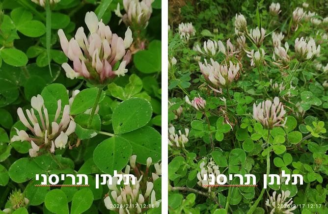 תלתן תריסני • צילום: דני כץ