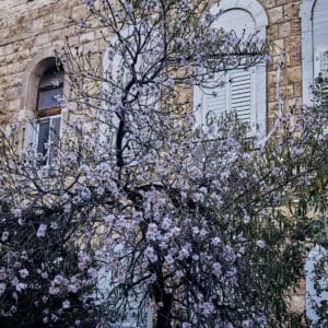 שקדיה פורחת, פריחת שקד, אביב בחיפה, עץ שקד, פרחים לבנים ורודים, ענפים עדינים, טבע עירוני, רחוב שכונתי, בנייני אבן ישנים, רקע אורבני, עונת מעבר, נוף הררי, אור טבעי, צילום טבע עירוני, סמליות התחדשות, אווירה פסטורלית, צמחייה ים תיכונית, תיעוד עונתי