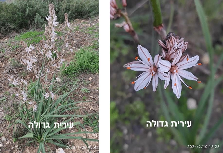 עירית גדולה • צילום: דני כץ