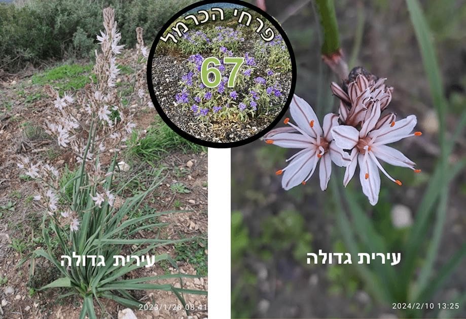 עירית גדולה • צילום: דני כץ