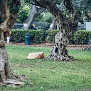 גן ציבורי, גינה, בנימין, הדר, עצי זית, עץ זית, זיתים, טבע עירוני, עצים, צל, ירוק, עתיק, הצללה, מורשת