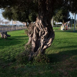 זית, עץ, טבע, פארק, צל, גזע, שורשים, נוף, דשא, גינה, ציבורי, ירוק, חוץ, קיץ, שלווה, סביבה, נופש, הליכה, משחקים, ילדות, קהילה, חורשה, טבעי