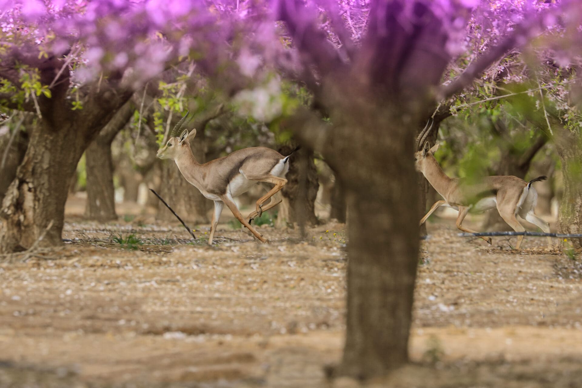 פריחת השקדייה וקסם הבמבי בחבל יתיר (צילום: דרור שמילוביץ)