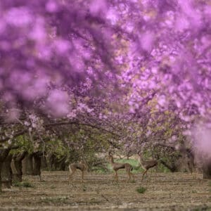 צבי ארץ ישראלי – פריחת השקדייה וקסם הבמבי בחבל יתיר (צילום: דרור שמילוביץ)