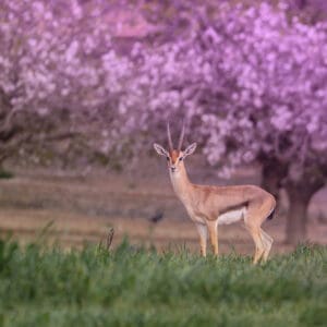 פריחת השקדייה וקסם הבמבי – צבי ארץ ישראלי בחבל יתיר (צילום: דרור שמילוביץ)
