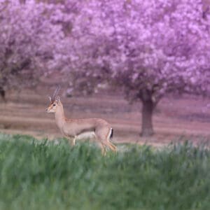 צבי ארץ ישראלי – פריחת השקדייה וקסם הבמבי בחבל יתיר (צילום: דרור שמילוביץ)