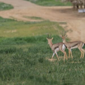 צבאים – קסם הבמבי בחבל יתיר (צילום: דרור שמילוביץ)