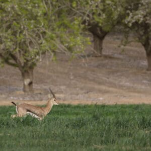 צבי ארץ ישראלי – קסם הבמבי בחבל יתיר (צילום: דרור שמילוביץ)