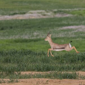 צבי מנתר בשדה ירוק: קסם הבמבי בחבל יתיר (צילום: דרור שמילוביץ)