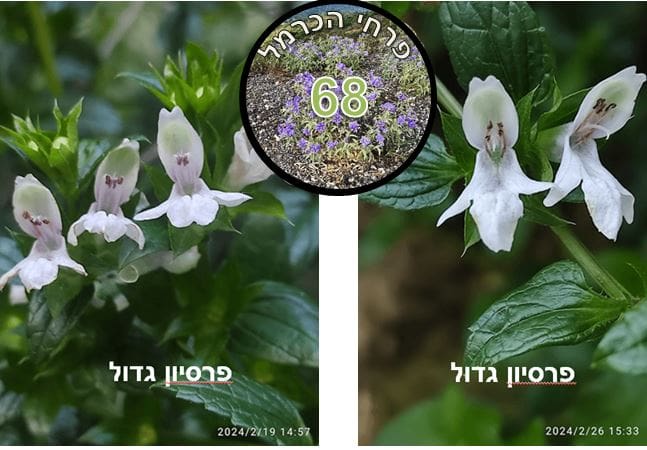 פרסיון גדול • צילום: דני כץ