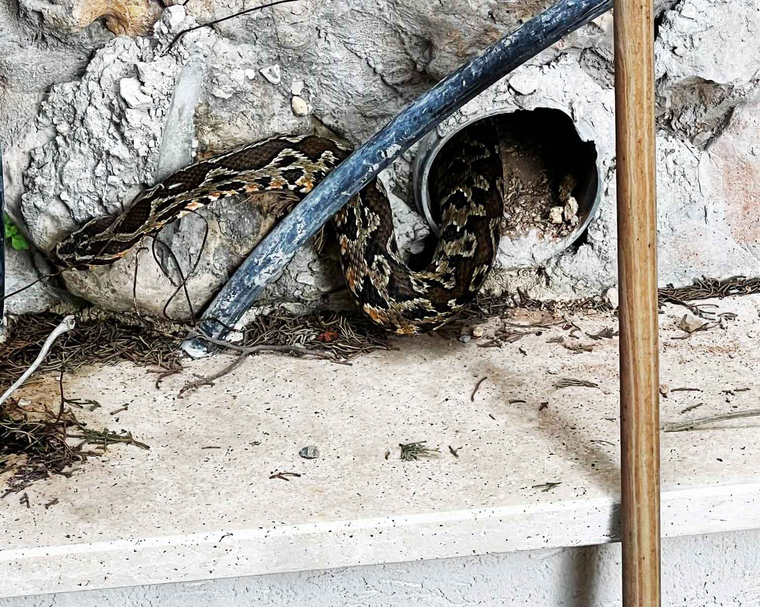 נחש צפע יוצא מתוך פתח ניקוז בקיר תומך - חיפה - אביב 2026 (צילום: לוכד הנחשים דגן ארז)