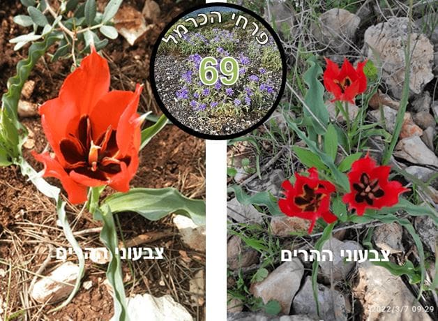 צבעוני ההרים • צילום: דני כץ