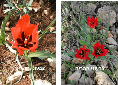 צבעוני ההרים • צילום: דני כץ