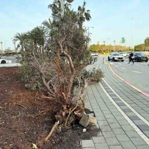 עץ זית אשר נפל ברוח מזרחית – מתם חיפה ינואר 2025 (צילום: ירון כרמי)