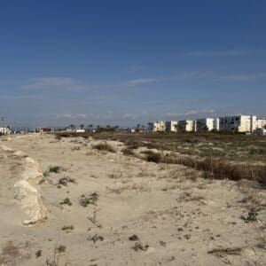 צמחיה בשטח רטוב – (Wet land) של מים מתוקים – טיילת קריית ים (צילום: ירון כרמי)