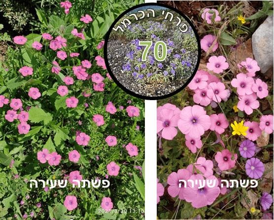 פשתה שעירה • צילום: דני כץ