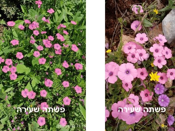 פשתה שעירה • צילום: דני כץ