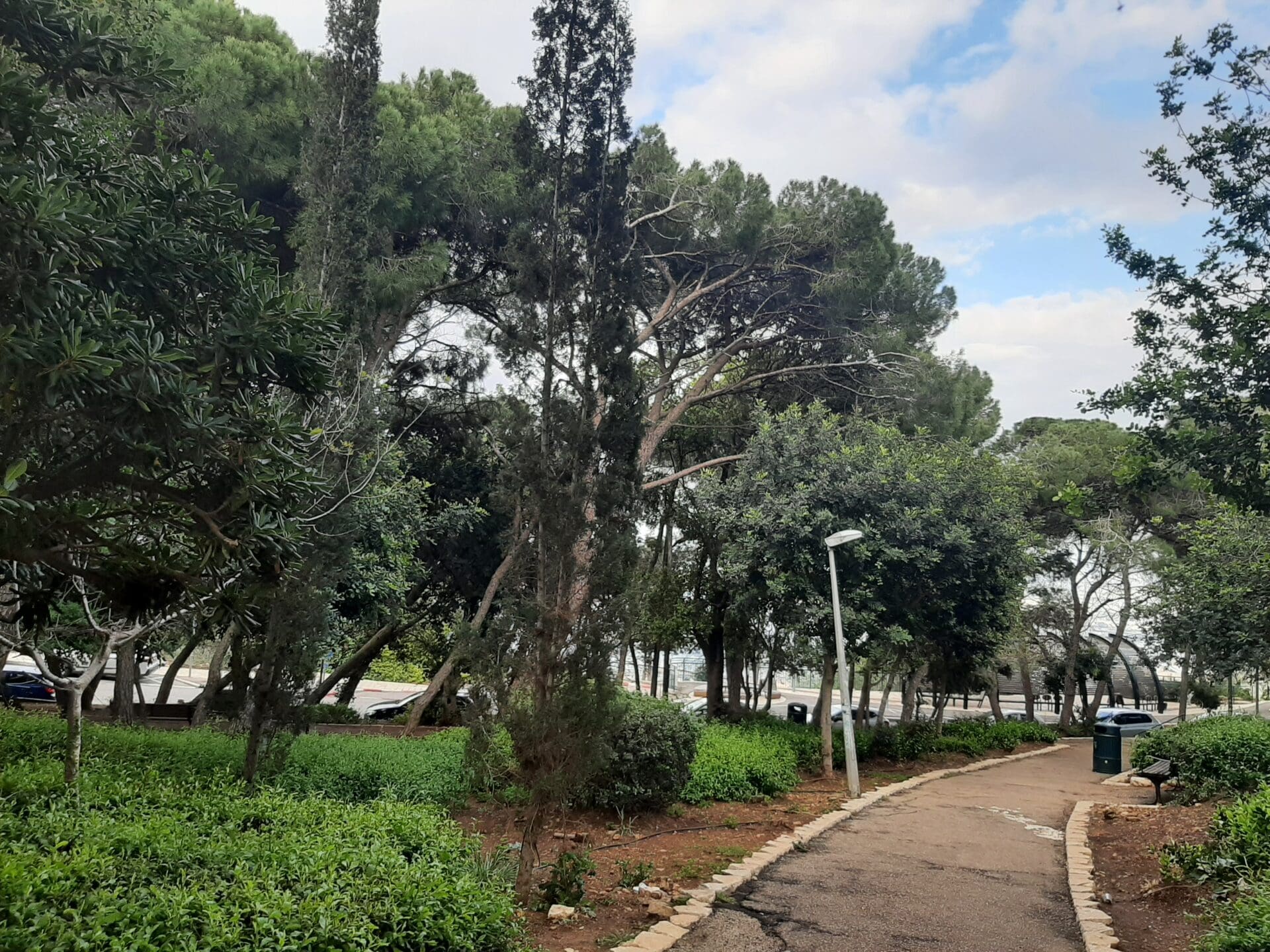 עצים במתחם שער הלבנון בחיפה: סכנות לפגיעה בריאה הירוקה (צילום: חנה יפה)