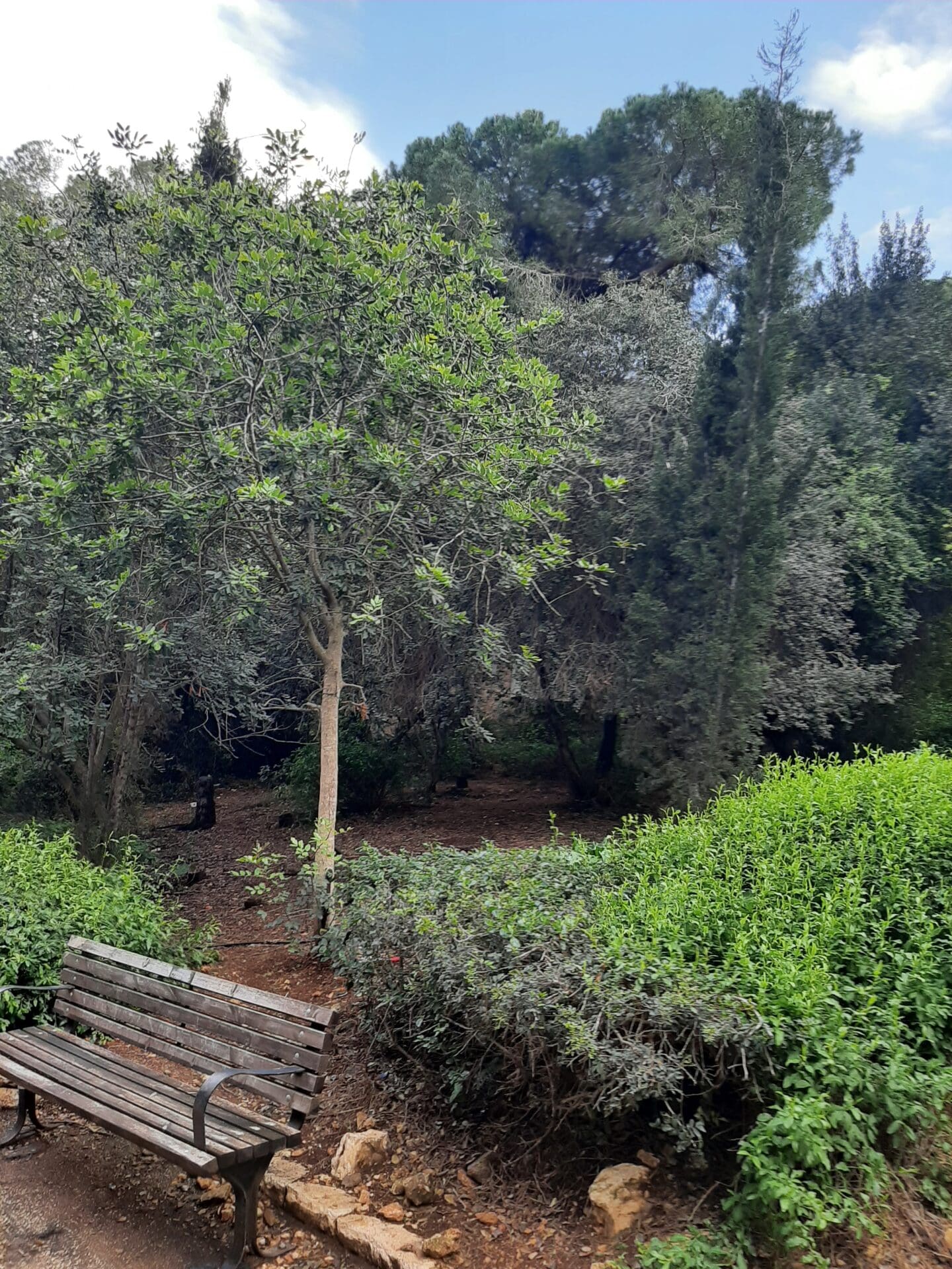צמרות עצים במתחם שער הלבנון בחיפה: סכנות לפגיעה בריאה הירוקה (צילום: חנה יפה)