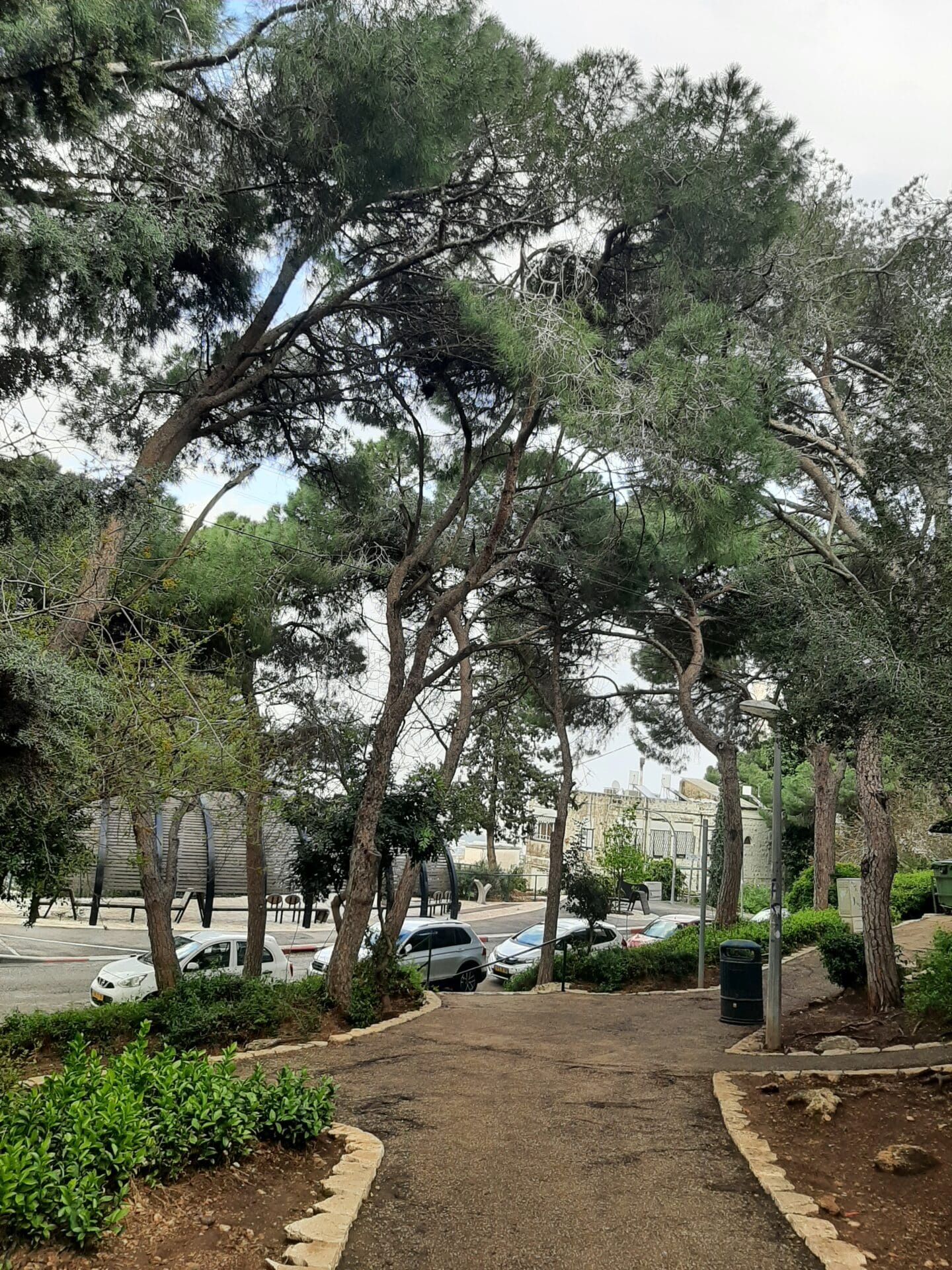 מערכת אקולוגית עדינה ורבת-שנים - עצים במתחם שער הלבנון בחיפה: סכנות לפגיעה בריאה הירוקה (צילום: חנה יפה)