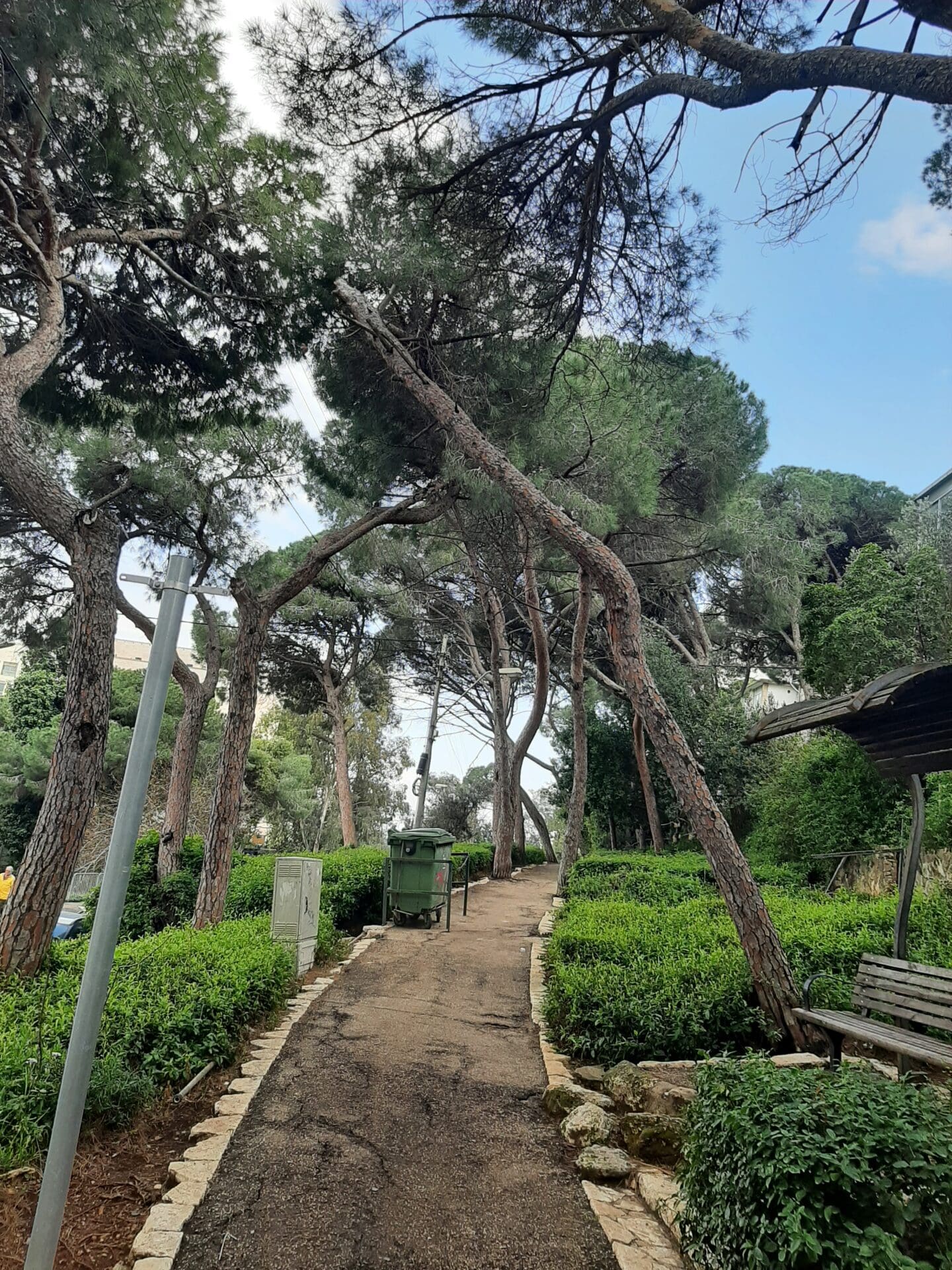 מערכת אקולוגית עדינה ורבת-שנים - עצים במתחם שער הלבנון בחיפה: סכנות לפגיעה בריאה הירוקה (צילום: חנה יפה)