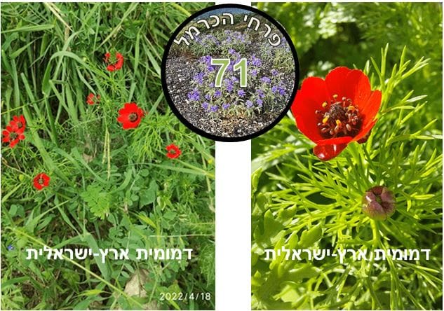 דמומית ארץ-ישראלית • צילום: דני כץ