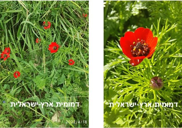 דמומית ארץ-ישראלית • צילום: דני כץ