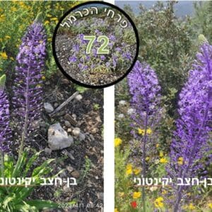בן-חצב יקינטוני • צילום: דני כץ