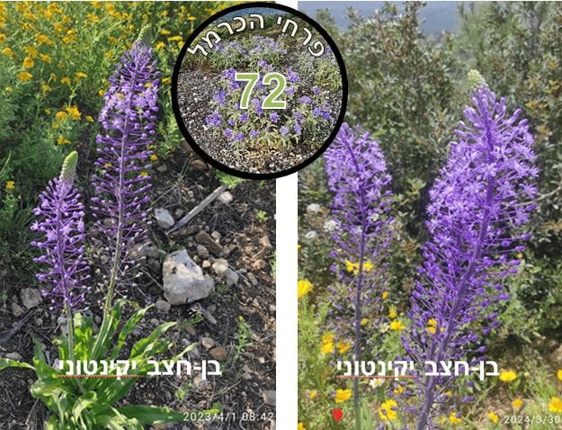 בן-חצב יקינטוני • צילום: דני כץ