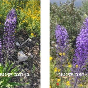 בן-חצב יקינטוני • צילום: דני כץ