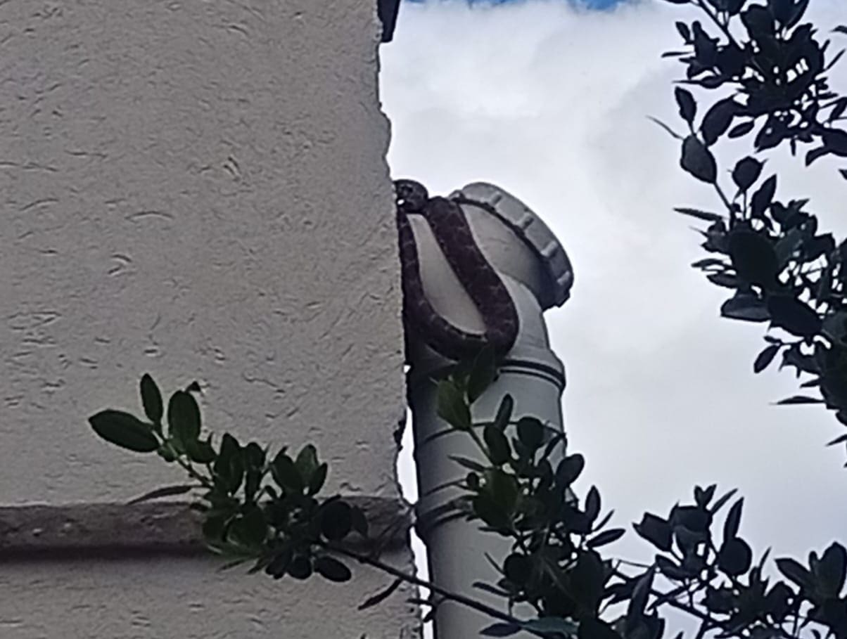 חילוץ זעמן מטבעות גדול מצינור ניקוז בחיפה (צילום: זהר להט)
