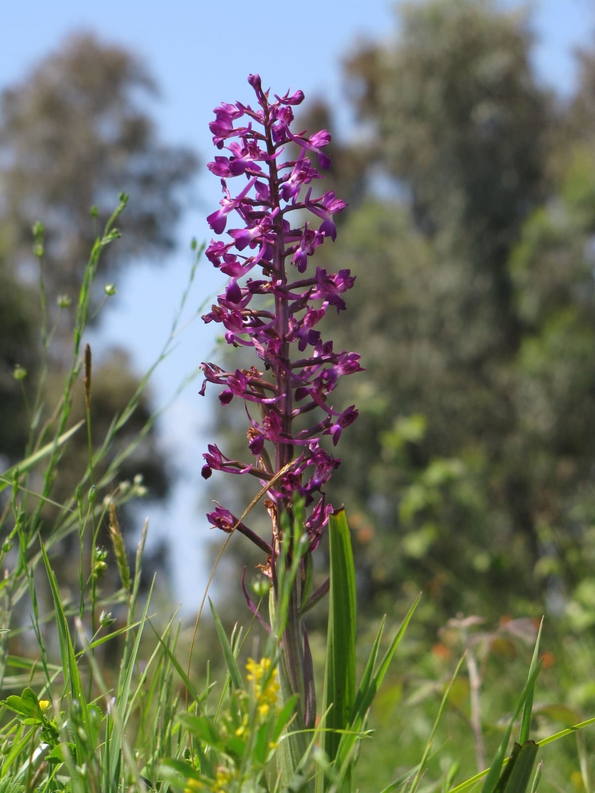 סחלב הביצות (צילום: יעל אורגד)