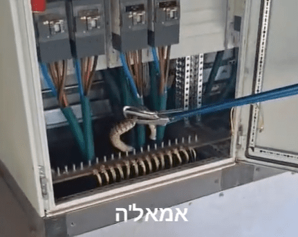 לכידת נחש צפע (צילום: זהר להט)