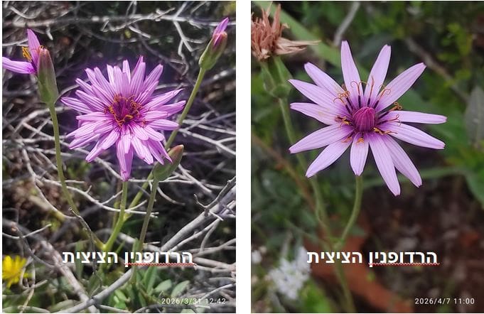 הרדופנין הציצית • צילום: דני כץ