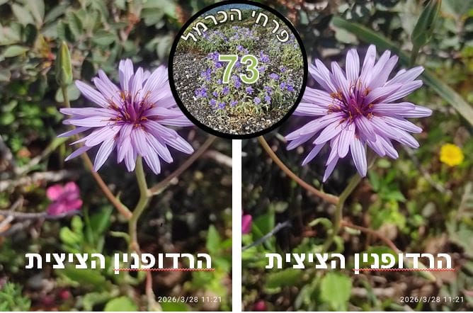 הרדופנין הציצית • צילום: דני כץ