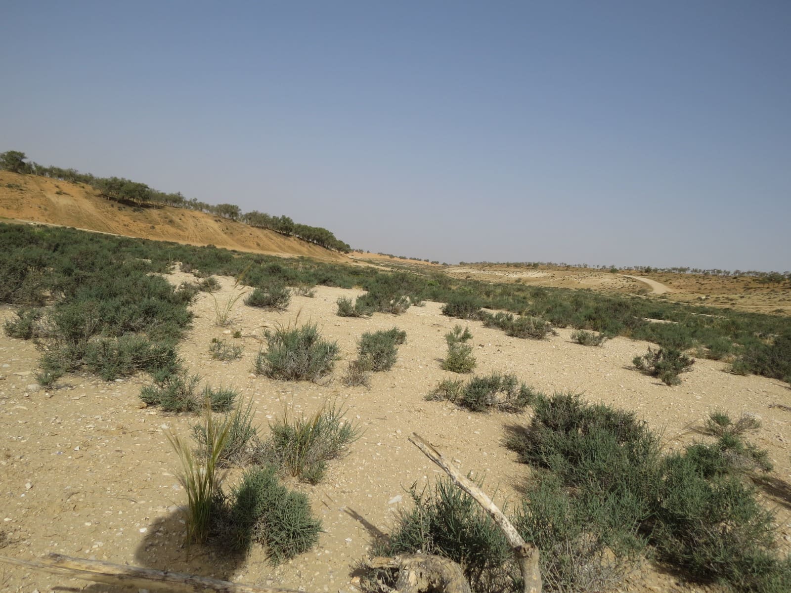 שטח נחל סכר (צילום: מוטי מנדלסון)