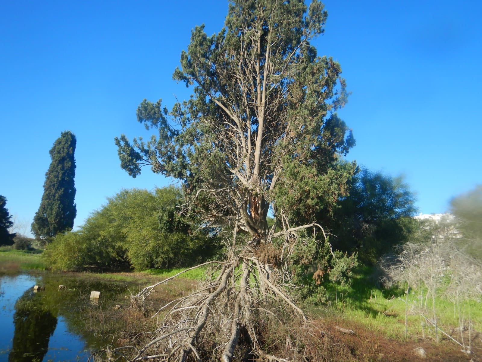 שלולית שכונת האגמים (צילום: מוטי מנדלסון)