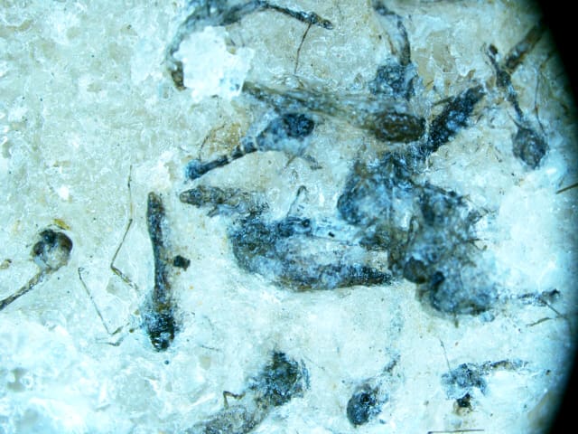 חרקים מתים שיצרו את הגז (צילום: מוטי מנדלסון)