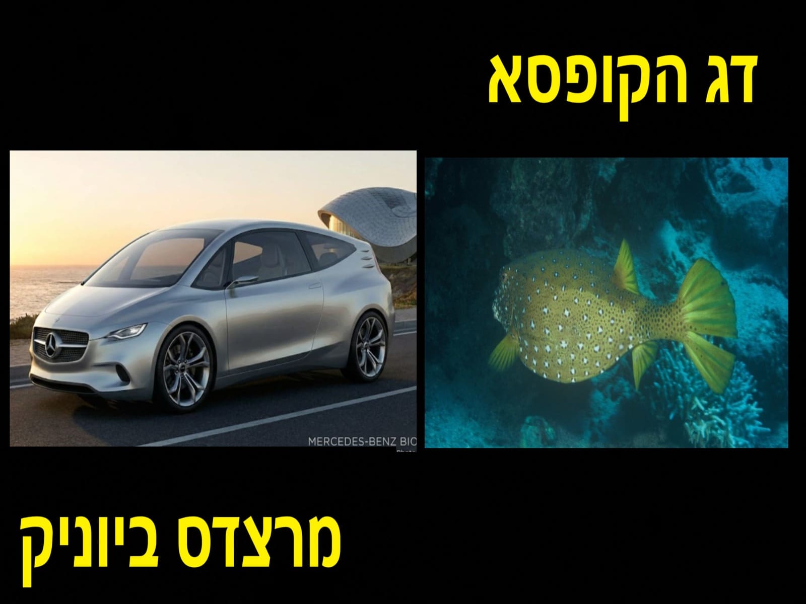דג קופסא ומרצדס ביוניק (צילום: מוטי מנדלסון עיבוד AI)