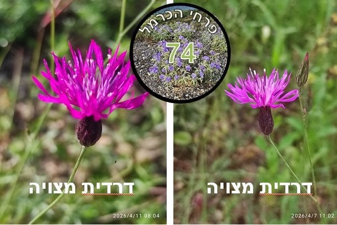דרדית מצויה • צילום: דני כץ